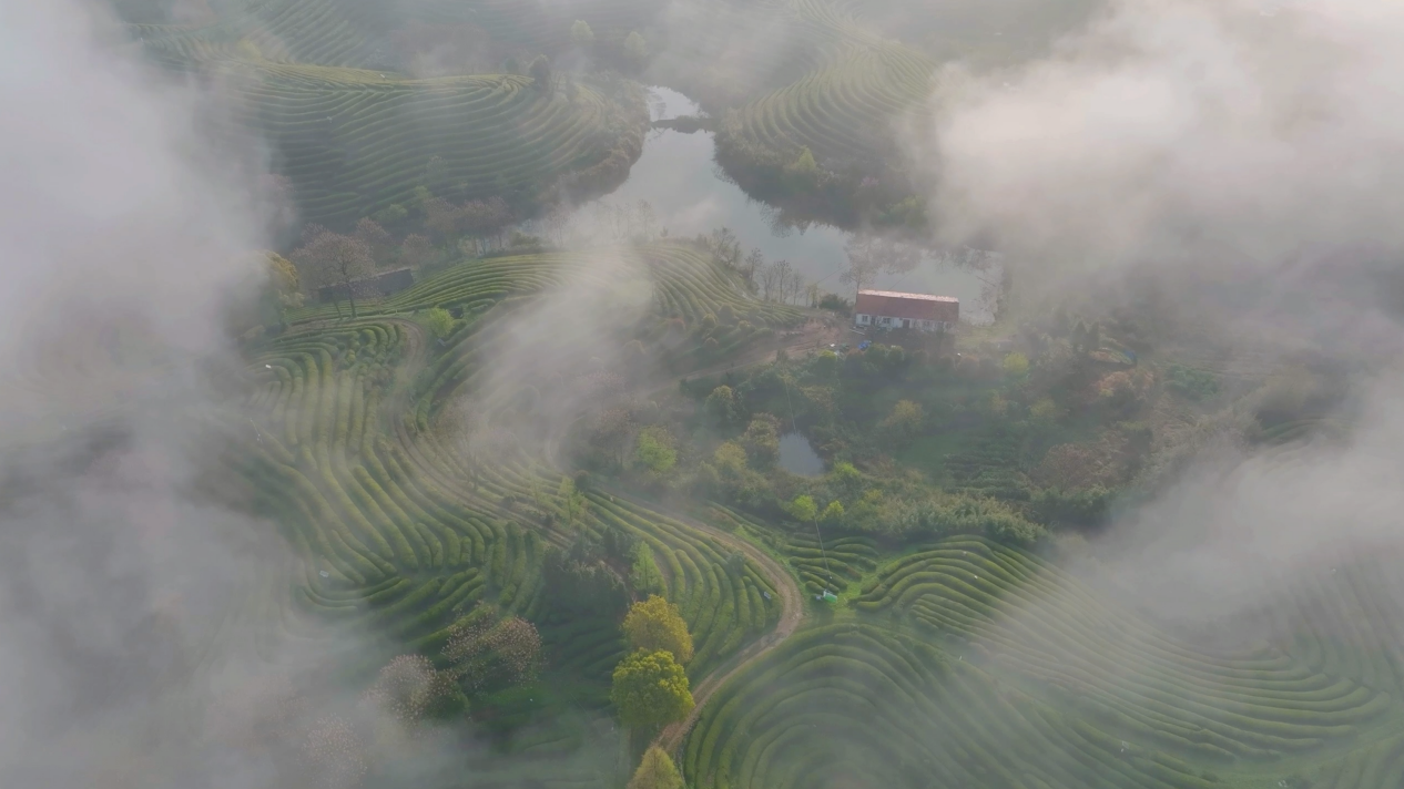 青山云霧繞 茶農(nóng)采茶忙