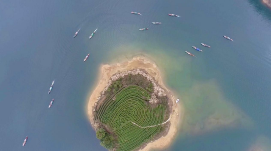 浙江淳安：千島湖“湖上茶園”開采