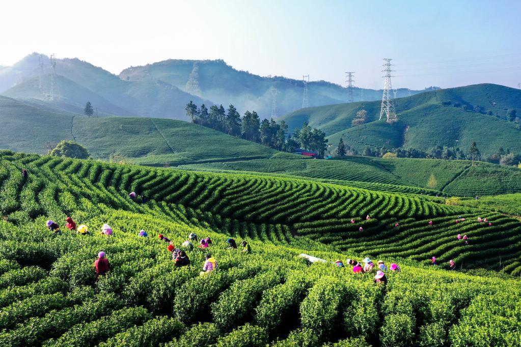 一脈茶香生深情——浙江白茶苗扎根黔湘川山村增收脫貧記