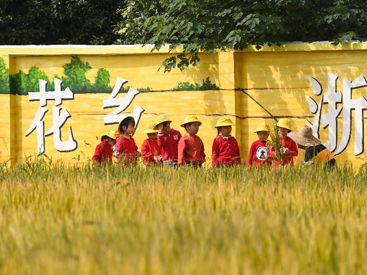 在稻田里學(xué)知識(shí)