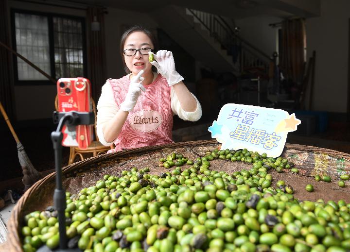 浙江諸暨：香榧飄香