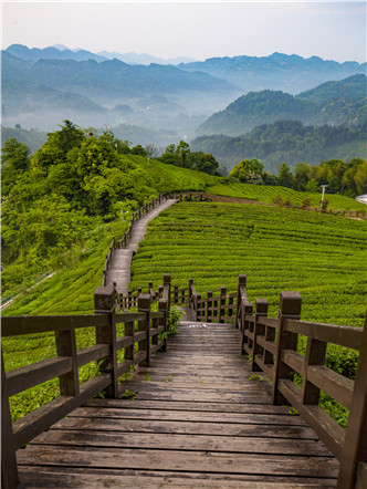 報到茶博會｜瀾滄古茶